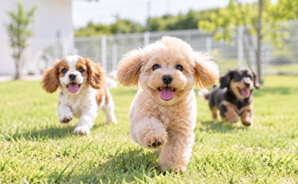 広々とした屋外スペースを走る犬たち