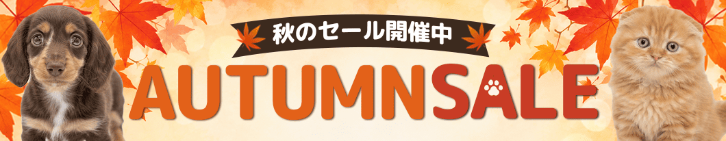 秋のセール開催中 AUTUMN SALE