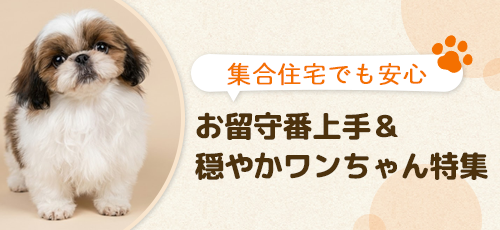 【集合住宅でも安心】お留守番上手＆穏やかワンちゃん特集