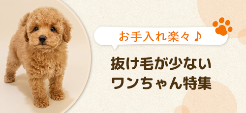 【お手入れ楽々♪】抜け毛が少ないワンちゃん特集