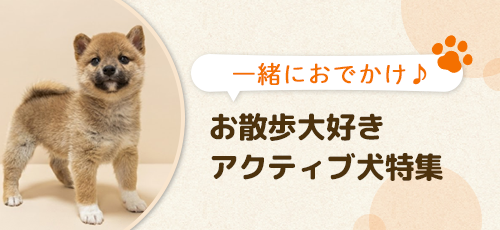 【一緒におでかけ♪】お散歩大好き・アクティブ犬特集