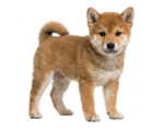 柴犬