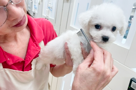 ペットのお世話