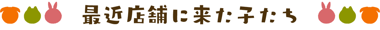 最近店舗に来た子たち