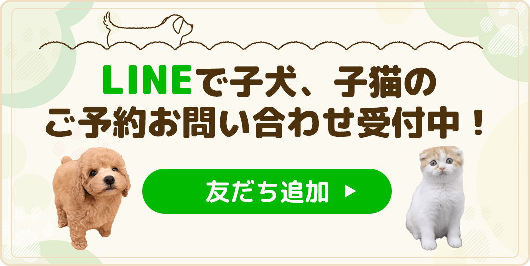 プチマリアについて