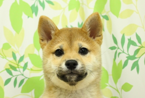 カニンヘンダックスフンド 677 の詳細とお問い合わせ ペットショップ プチマリア 愛知県 名古屋市 一宮市 江南市のペットショップ