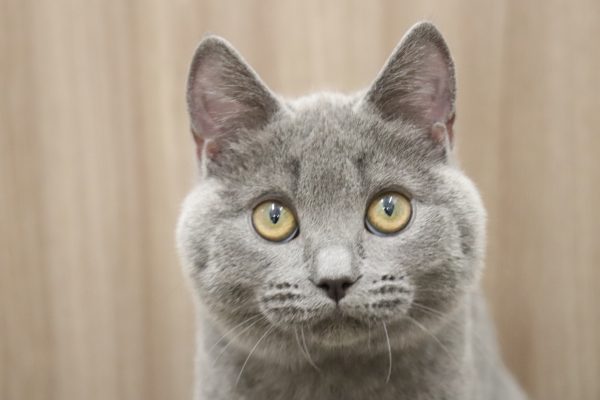 シャルトリュー