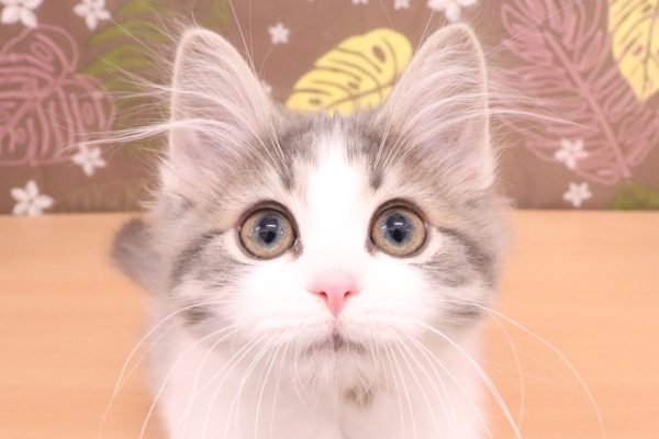 ノルウェージャンフォレストキャット