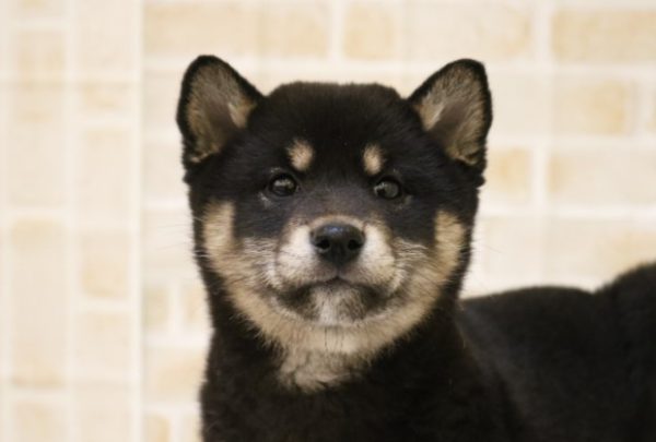 柴犬