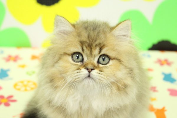 チンチラ
