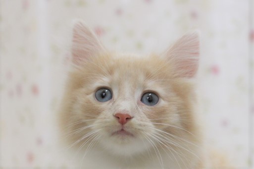 ノルウェージャンフォレストキャット