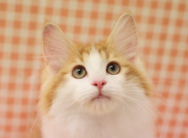 ノルウェージャンフォレストキャット