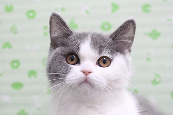 ブリティッシュ