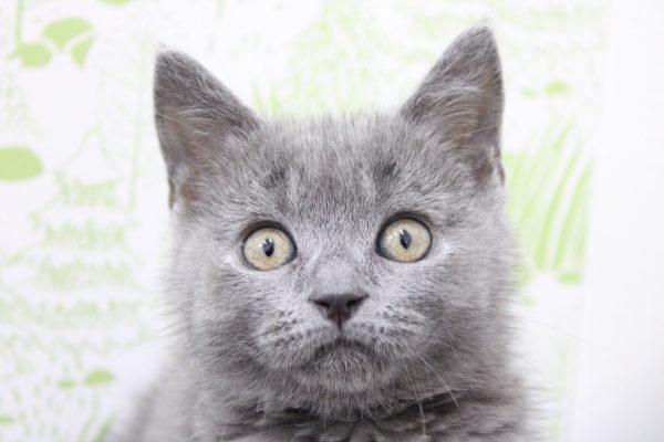 シャルトリュー