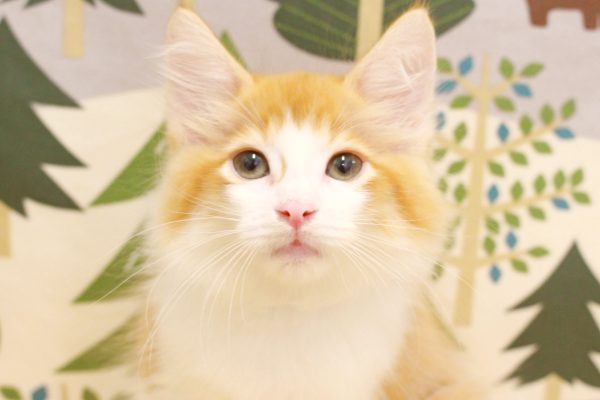 ノルウェージャンフォレストキャット