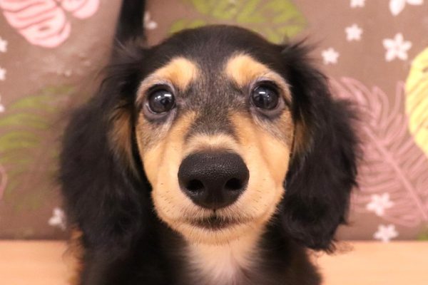 ミニチュアダックスフンド