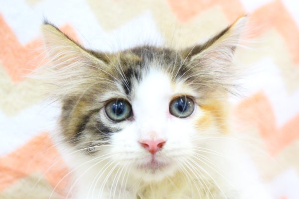 ノルウェージャンフォレストキャット