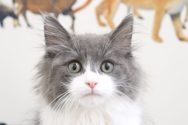 ノルウェージャンフォレストキャット