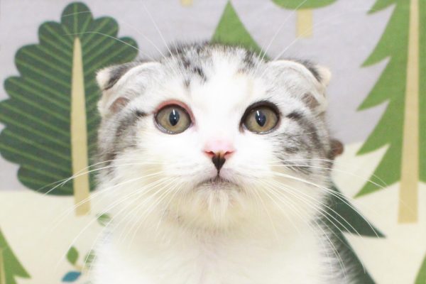 スコティッシュ