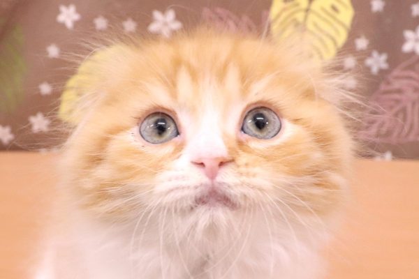 スコティッシュ