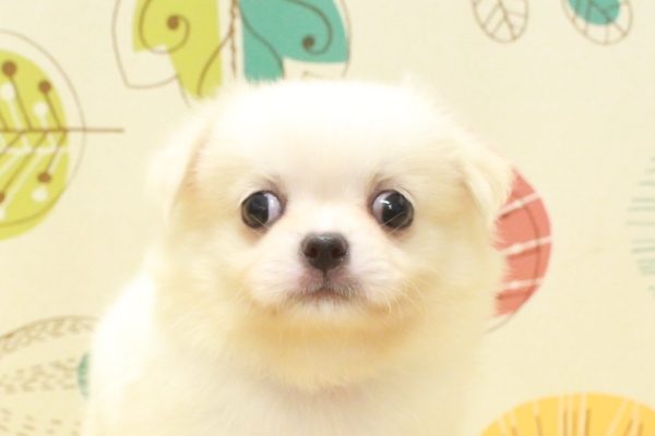 ミックス