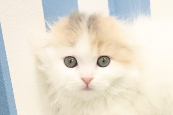 スコティッシュ