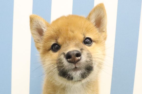柴犬