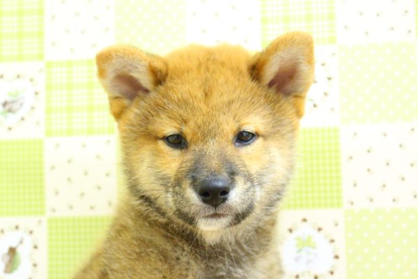 柴犬