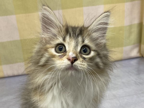 ノルウェージャンフォレストキャット