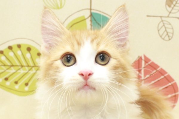 ノルウェージャンフォレストキャット