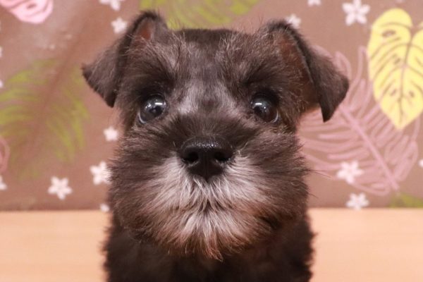 ミニチュアシュナウザー