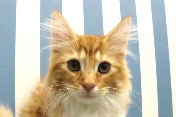 ノルウェージャンフォレストキャット