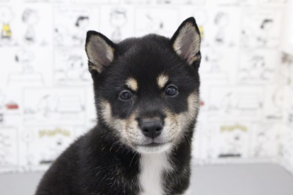 柴犬