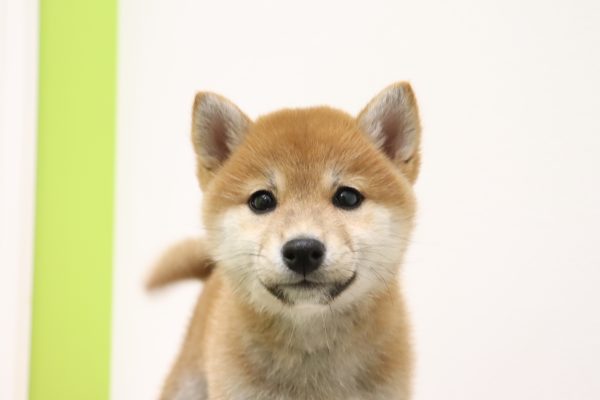 柴犬