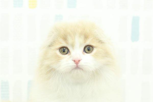 スコティッシュ