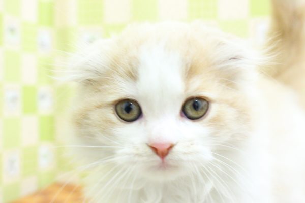 スコティッシュ