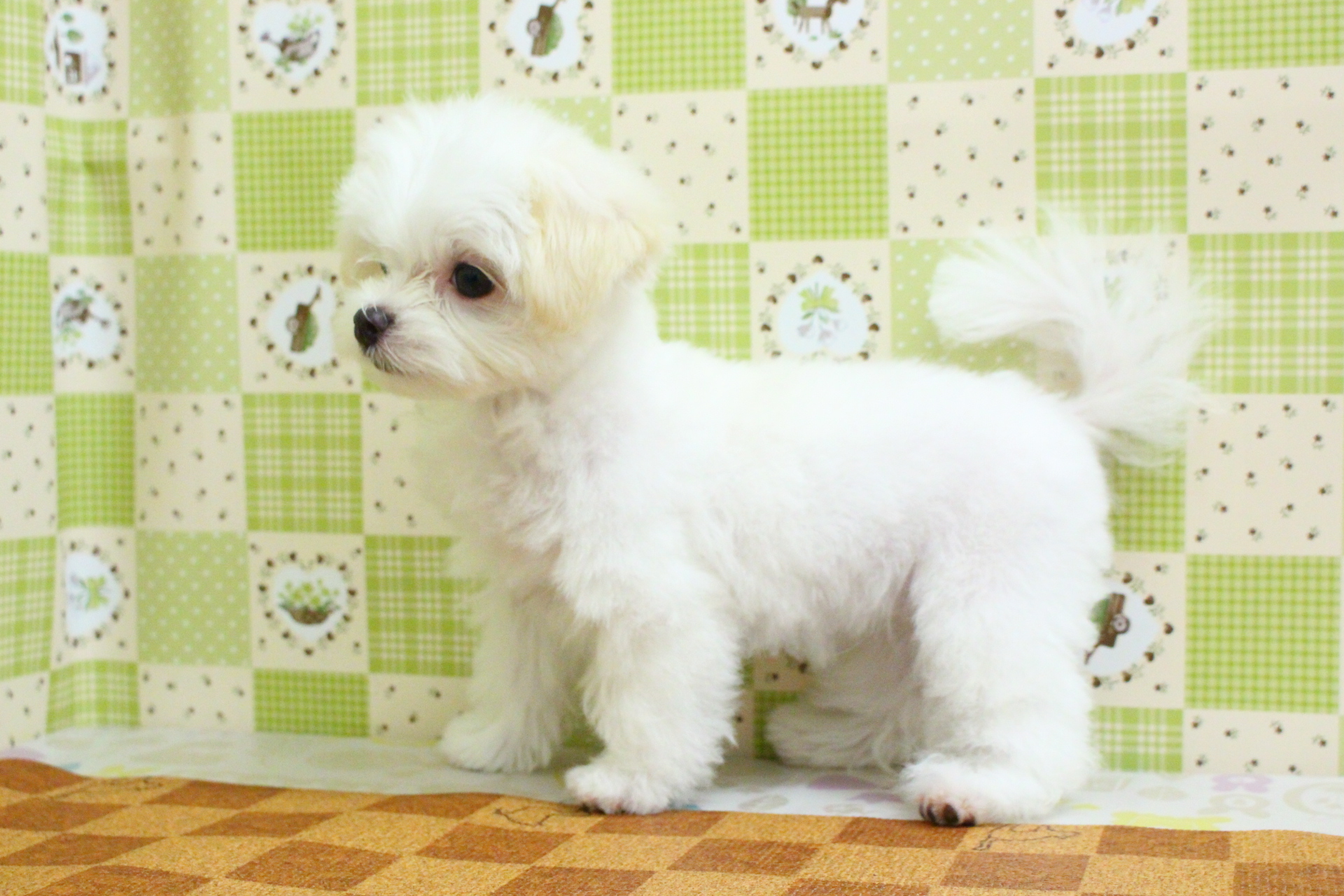 柴犬
