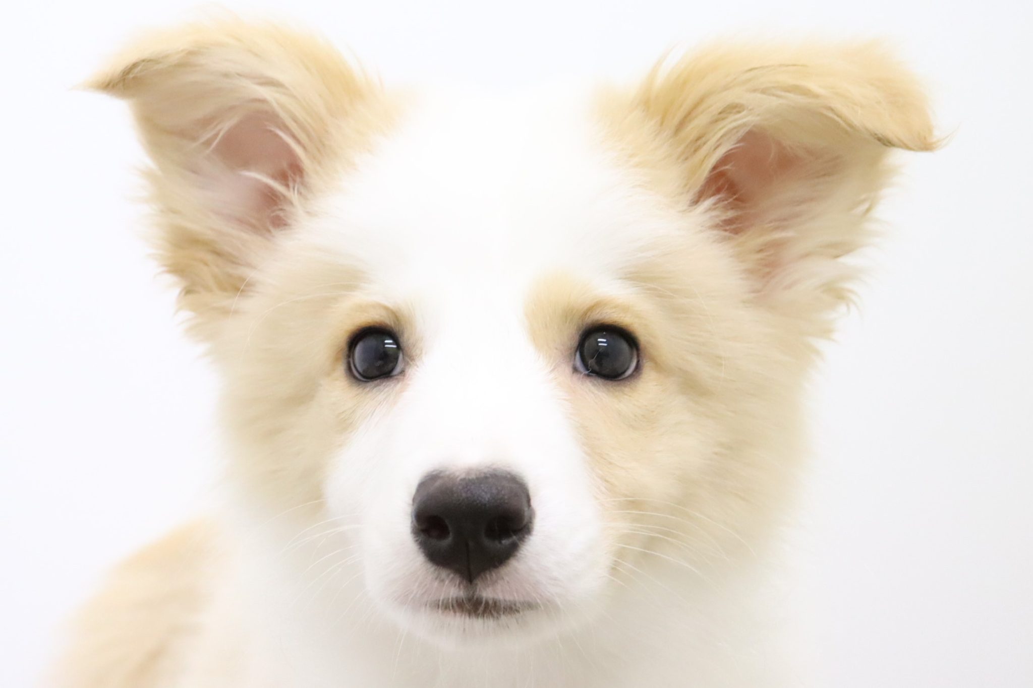 ボーダーコリーくん【イオン小牧店】 子犬・子猫をお探しならペットショッププチマリア|愛知・岐阜・三重・静岡・東京・神奈川(横浜)・埼玉の