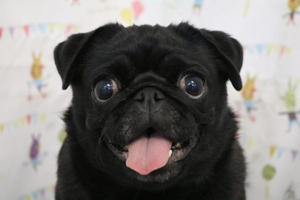 パグ