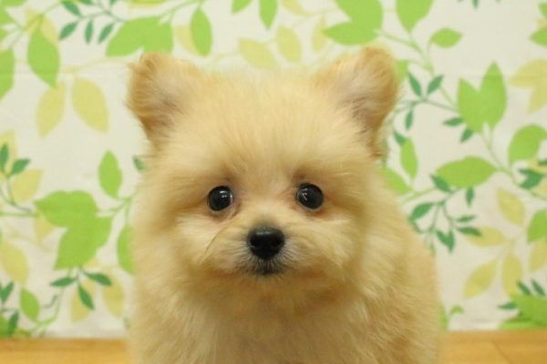 ポメプー