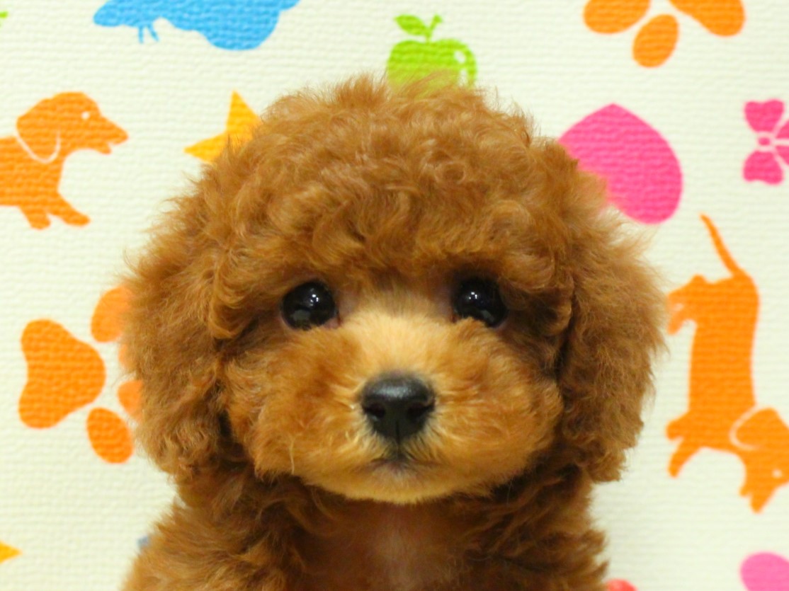 チワプー