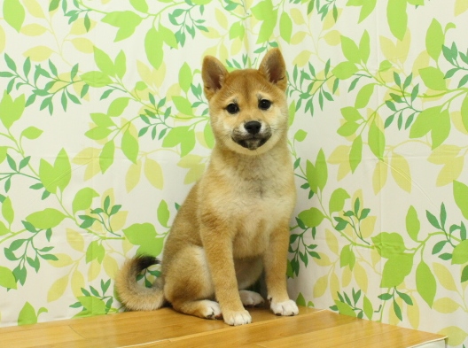 チワワ
