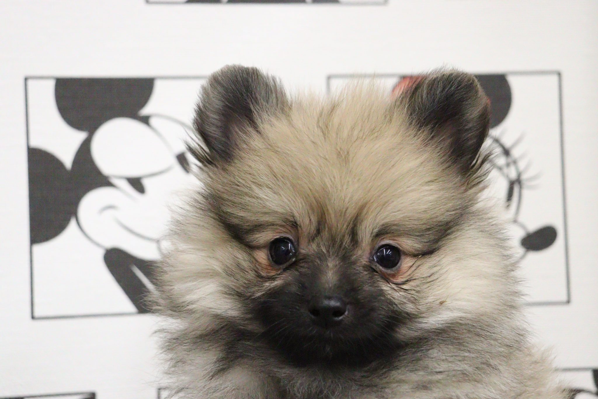 🐶新犬のご紹介🐶 【イオン小牧店】 - 子犬・子猫をお探しならペットショッププチマリア｜愛知・岐阜・三重・静岡・東京・神奈川（横浜）・埼玉の ...