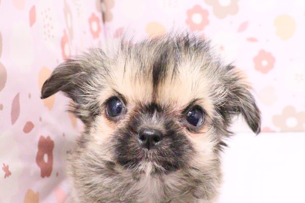 ミックス（ハーフ犬）