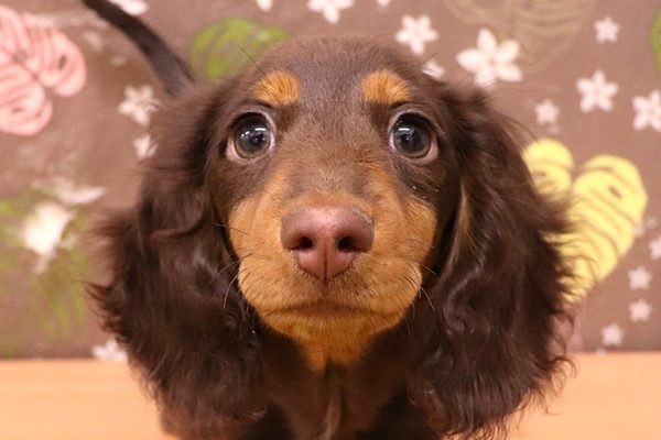 ミニチュアダックスフンド