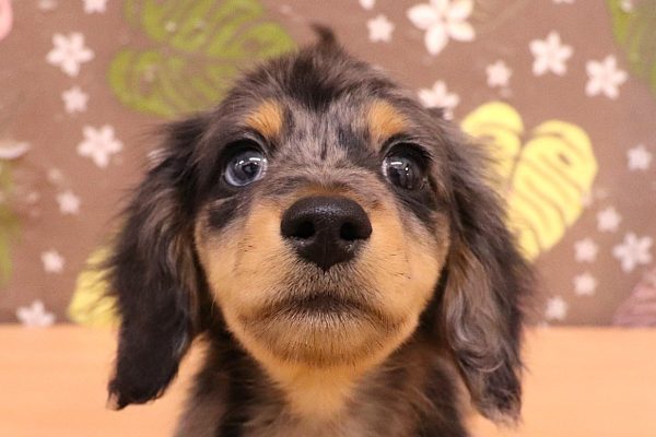 ミニチュアダックスフンド