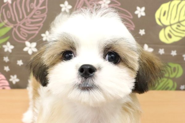 ミックス（ハーフ犬）