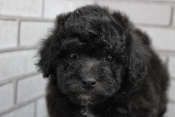 ミックス（ハーフ犬）