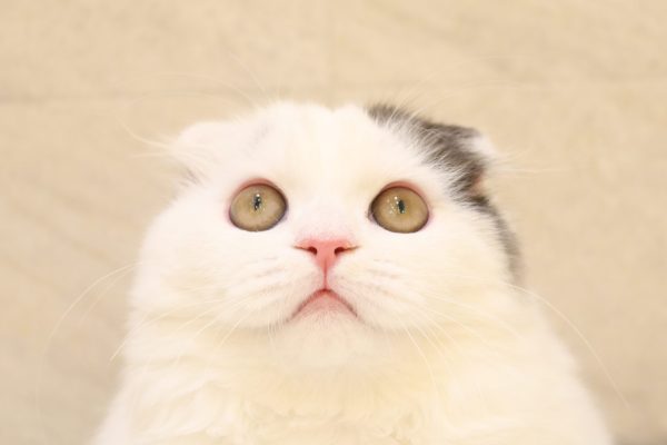 スコティッシュ