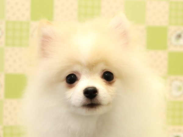ポメラニアン